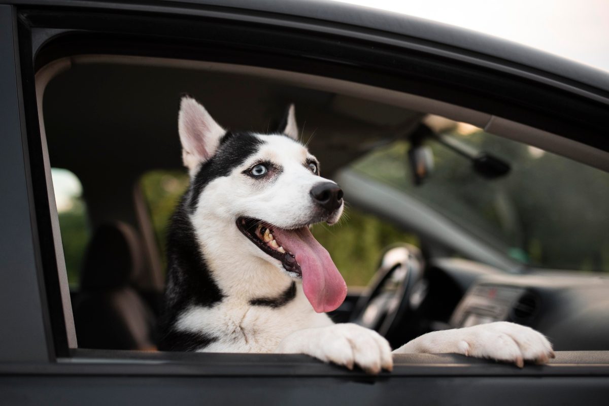 How to remove pet hair from car